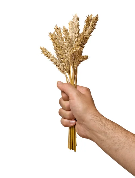 Agricoltore che presenta grappolo di grano come dono dell'agricoltura — Foto Stock