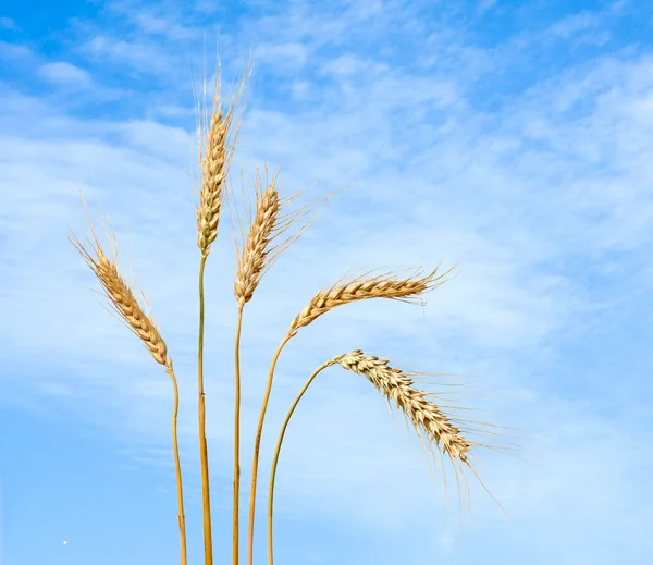 Fechar de trigo — Fotografia de Stock