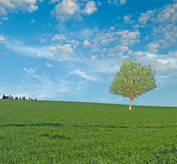 Ağaca çayır — Stok fotoğraf