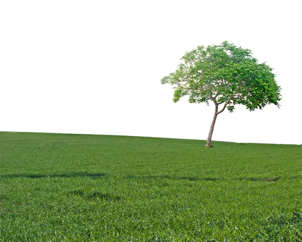 Árbol en el campo —  Fotos de Stock