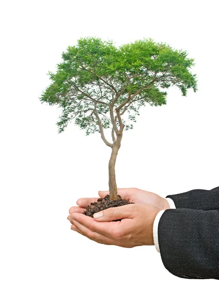 Дерево в руках как символ природного потенциала — стоковое фото