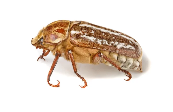 Tutup kumbang itu. — Stok Foto
