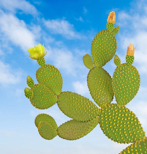 Opuntia kaktus — Stock fotografie