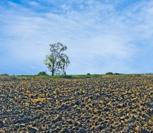Tree at field — Stock Photo, Image