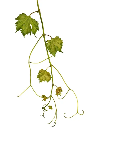 Vine isolated on white background — Stock Photo, Image