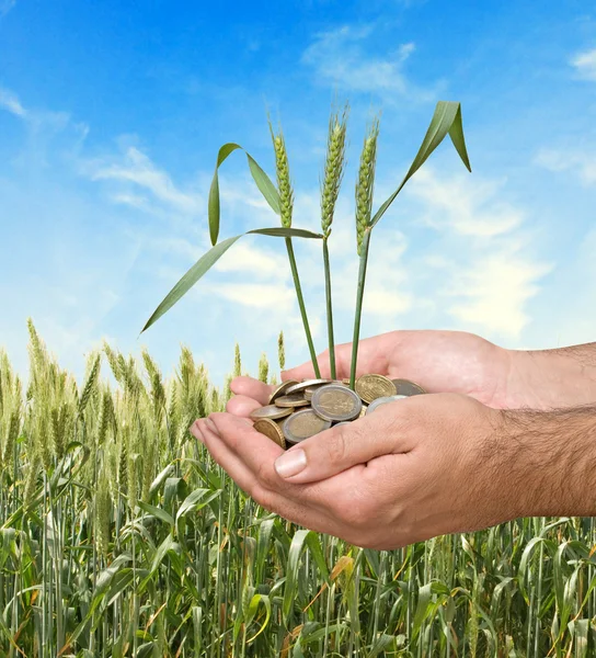 農業の贈り物として小麦 — ストック写真
