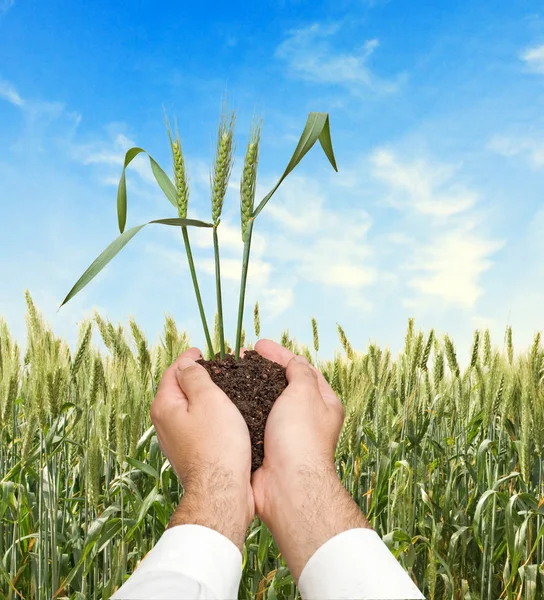Boer met tarwe als een geschenk van de landbouw — Stockfoto