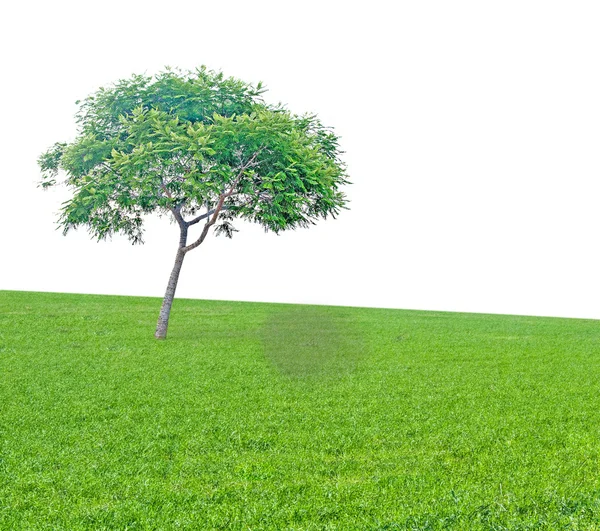Træ på marken - Stock-foto