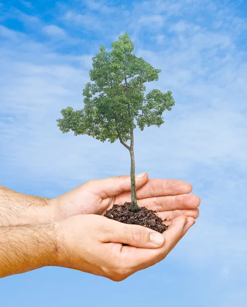 Tree in hands as a symbol of nature protection — Stock Photo, Image