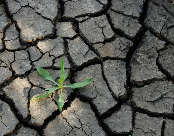 Plant growing on barren land — 스톡 사진