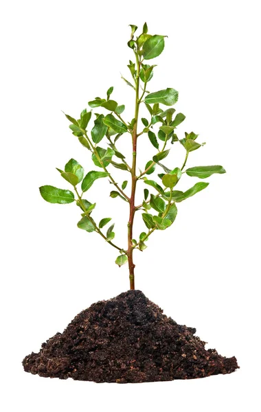 在土壤中的树 — Stockfoto