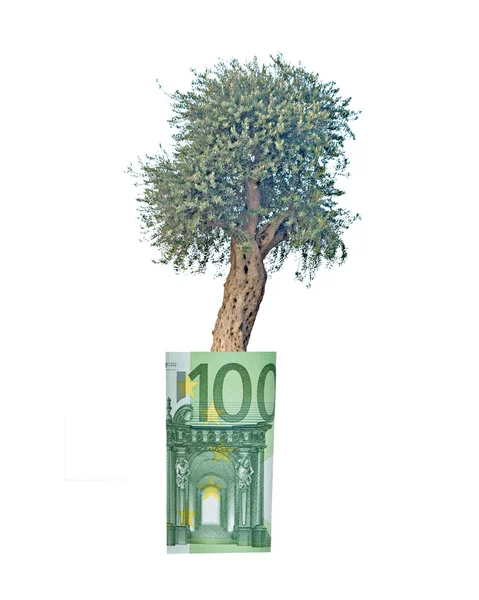 Оливковое дерево растет из евро — стоковое фото