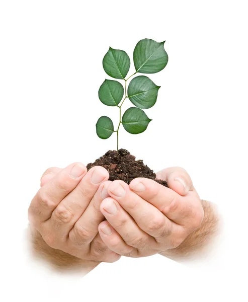 Tree seedling in hands as a symbol of nature protection — Stock Photo, Image