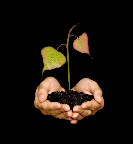 Un germoglio nelle palme come simbolo di protezione della natura — Foto Stock