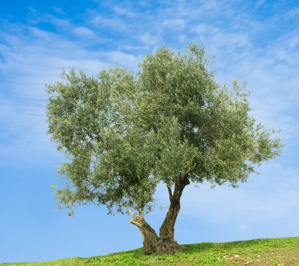 オリーブの木 — ストック写真