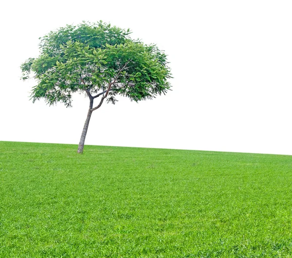 Træ på marken - Stock-foto
