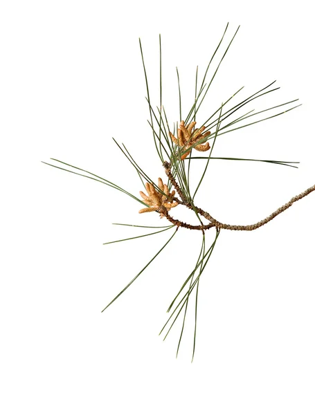 Ramo di pino con coni isolati su sfondo bianco — Foto Stock