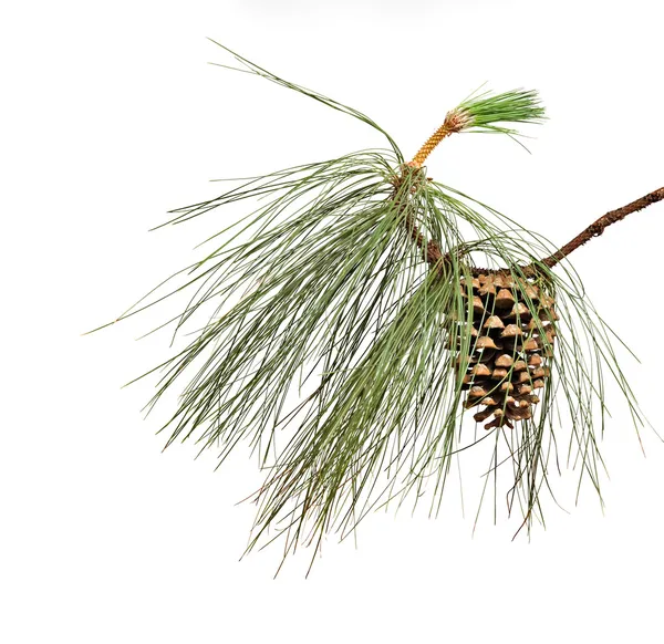 Ramo di pino con cono isolato su sfondo bianco — Foto Stock