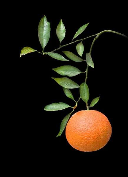Tangerine на гілці — стокове фото