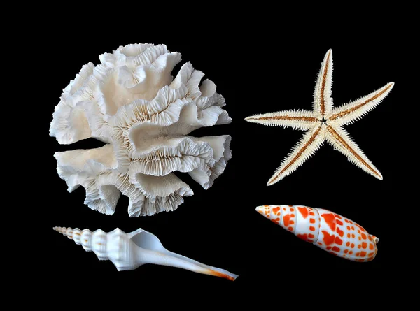 Mercan ve deniz yıldızı deniz kabuklarını — Stok fotoğraf