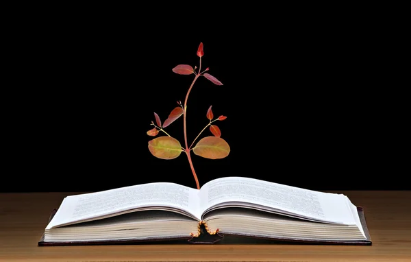 Δέντρο καλλιέργεια από το ανοιχτό βιβλίο — Φωτογραφία Αρχείου