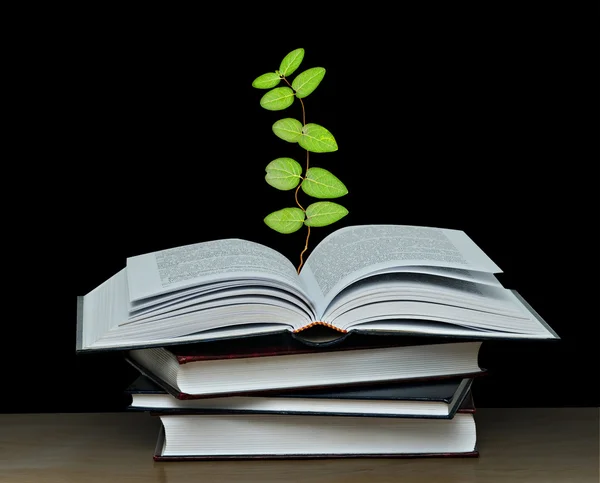 Planta que cresce a partir de livro aberto — Fotografia de Stock