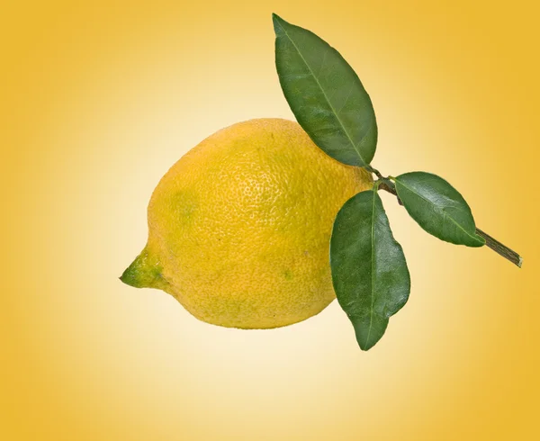 Limon dalı — Stok fotoğraf