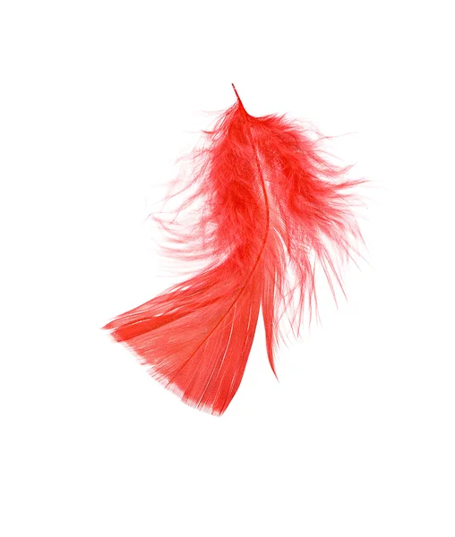 Primer plano de la pluma roja — Foto de Stock