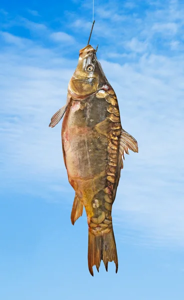 stock image Carp on fishing hook