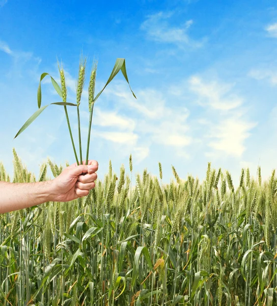 Bonde med vete som en gåva av jordbruk — Stockfoto