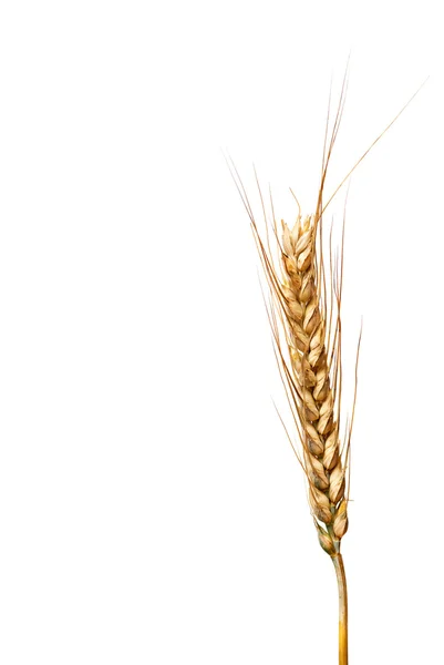 Пшениця ізольована на білому тлі — стокове фото