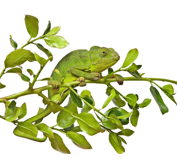 Detailní záběr chameleon — Stock fotografie