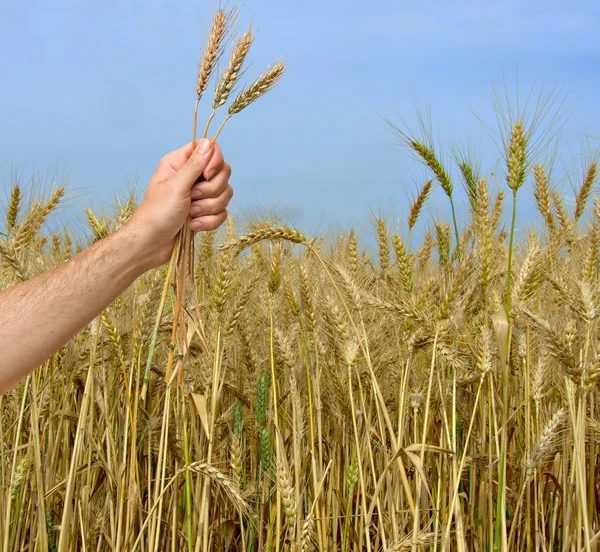 农民提出的小麦堆作为农业的礼物 — 图库照片