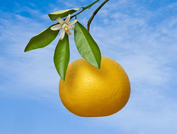 Närbild av grapefrukt med blomma — Stockfoto