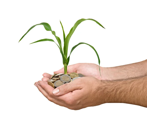 Agricultor presentando brote de maíz como un regalo de la agricultura — Foto de Stock