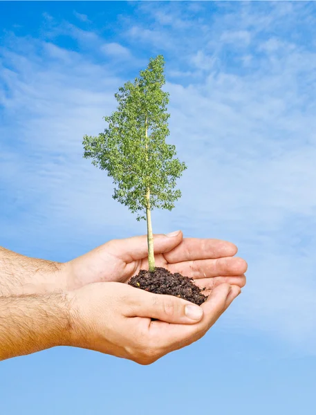 Träd i händerna som en symbol för naturen potection — Stockfoto