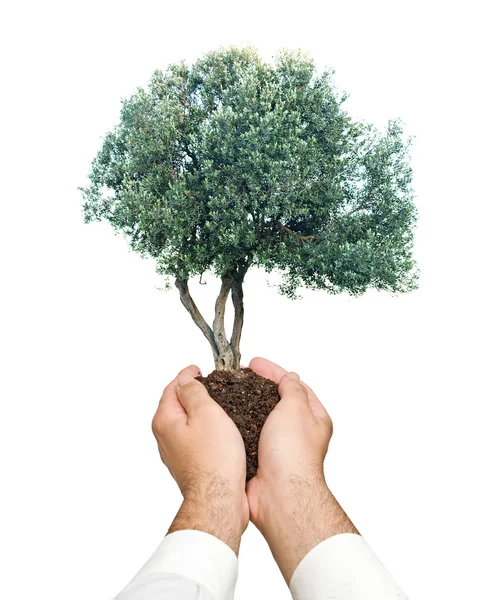 Träd i händerna som en symbol för naturskydd — Stockfoto