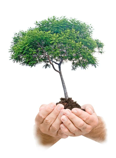 Träd i händerna som en symbol för naturskydd — Stockfoto
