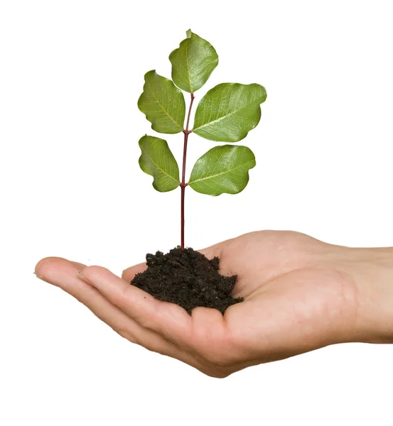 Tree seedling in hand as a symbol of nature protection — Stock Photo, Image