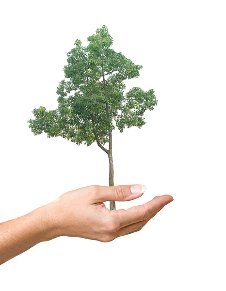 Tree in hand as a symbol of nature protection — Stock Photo, Image