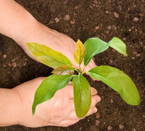 Bonde plantering avokado träd — Stockfoto