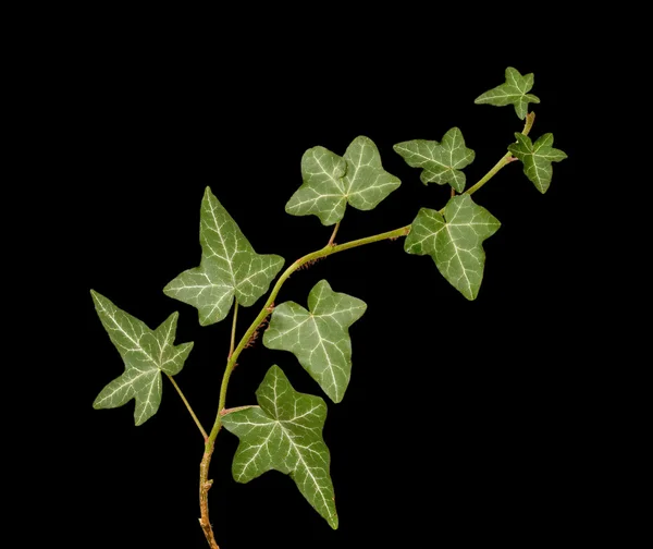 Ivy isolado em fundo preto — Fotografia de Stock