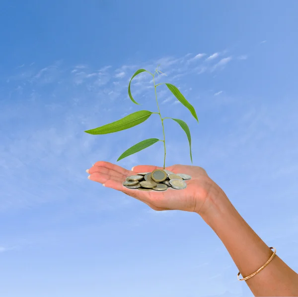 Stock image Palm with a tree growing from pile of coins