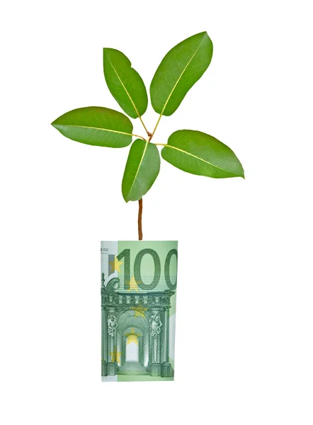 Baum wächst aus Euro-Schein — Stockfoto