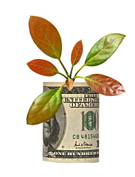 Tree shoot growing from dollar bill — Stock Photo, Image