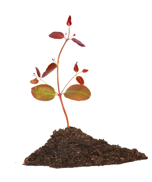 Tree sprout in soil — Stock Photo, Image