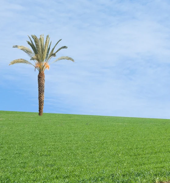 Пальма на поле — стоковое фото