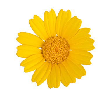 Golden Marguerite isolated on white background clipart