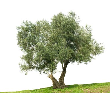 Olive tree isolated on white background clipart