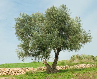 Tree at Ramat hanadiv, Israel clipart